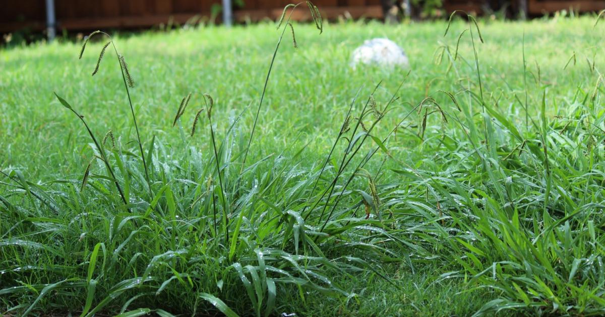 „Ungräser“ im Rasen Liebe Deinen Garten
